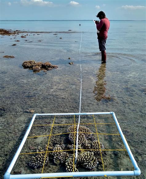 gny restoring  gulf  mannar  palk bay coral reefs