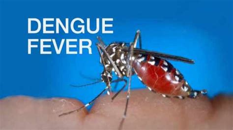 grenada   dengue alert inews guyana