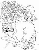 Raccoon Coloring Pages Raccoons Colouring Wildlife Color Sheets North Colorear Para Pair Dos Mapaches Animals Adults American Cartoon Skunk sketch template