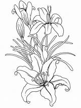 Coloring Pages Flower Adults Flowers Adult Printable Lilium Drawing Book Drawings Color Spring Colouring Sheets Books Beautiful Lily Painting Stargazer sketch template