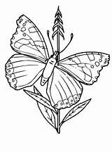 Vlinders Vlinder sketch template