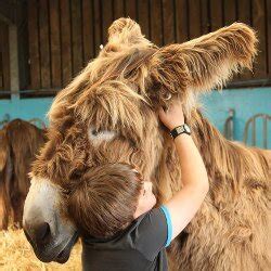 geef een geweldige dierendag aan nieuws  donkey sanctuary