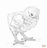 Coloring Pages Chicken Baby Hen Chick Chic Nugget Printable Kids Colouring Chicks Color Print Drawing Cute Getcolorings Sheets Nuggets sketch template