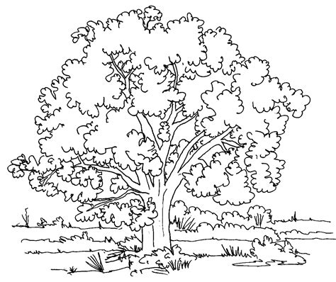 drawings  trees colouring pages