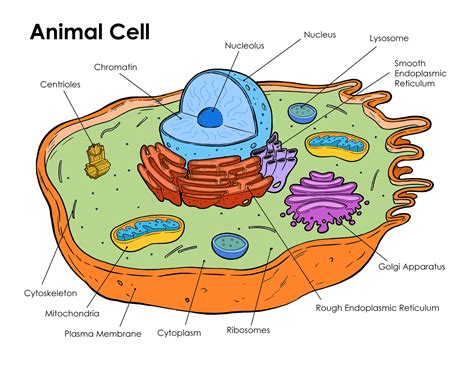 animal cell diagrams labeled printable  diagrams