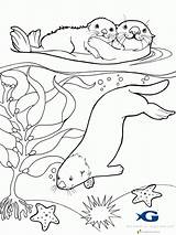 Coloring Sea Otter Pages Popular sketch template