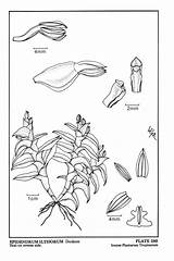 Dodson Herbaria Epidendrum Orchid Jany Renz sketch template