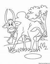 Ox Coloring Pages Horn Long Attacking Dare Dont Back Bestcoloringpages sketch template