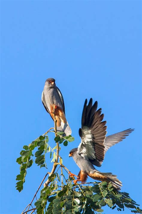 race  save  amur falcons  nagaland northeast india