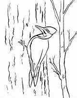 Woodpecker Coloring Getcolorings sketch template