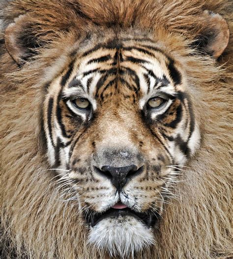 Lion Vs Tiger By Vortexever On Deviantart