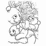 Panda Coloring Pages Bear Baby Cute Bears Little Printable Print Ones sketch template