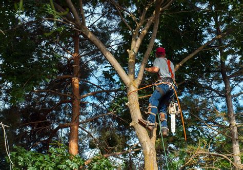tree trimming service benefits  utility companies