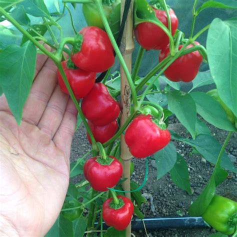 pepper miniature red bell deep harvest farm