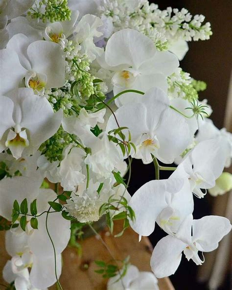 1000 Images About Beautiful Orchids On Pinterest Orchid