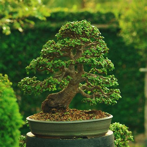 jade bonsai ideas  pinterest bonsai forest jade plant