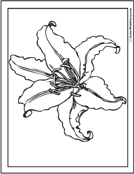 lily  pages coloring pages
