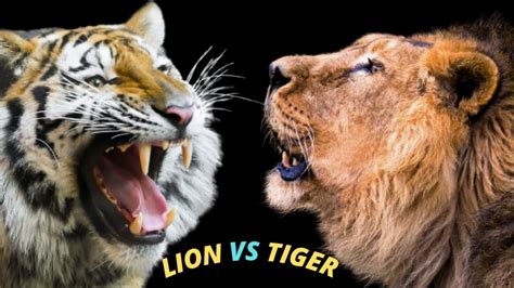 Lion Vs Tiger Who Will Win In A Fight Tiger Vs Lion Compilation