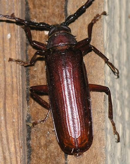 longhorned beetle brown prionid orthosoma brunneum bugguidenet