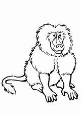Mandrill Affen Affe Tiere sketch template