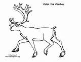 Caribou Coloring Pages Exploringnature sketch template