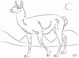 Coloring Guanaco Pages Cute Drawing sketch template