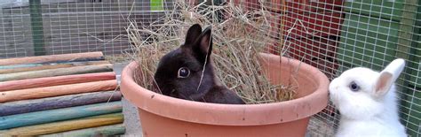 pairing up rabbits rabbit welfare association and fund rwaf