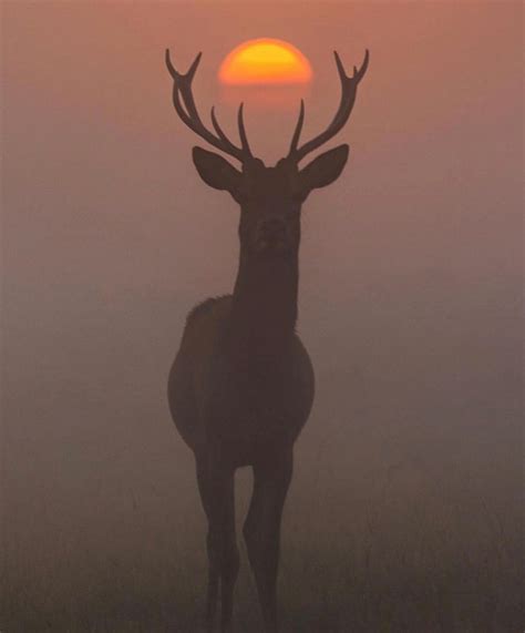 deer standing perfectly  front   sunset rpics