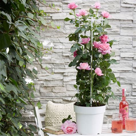 kletterrose rosa crazy  love rosa winterhart kaufen bakkercom