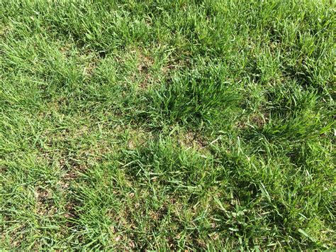 whats  wide blade grass   bluegrass fescue yard