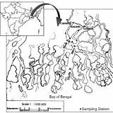 Sundarbans Showing Sampling sketch template
