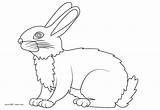 Hare Arctic Clipart Cliparts Library Rabbit Domestic Coloring sketch template