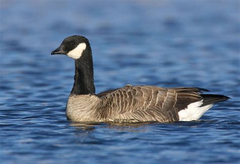 differences between canada goose and cackling goose audubon