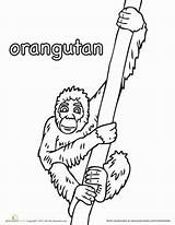 Orangutan Worksheets Orangutans sketch template