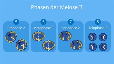 meiose einfach erklaert ablauf phasen mit video