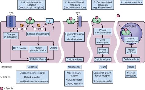 molecular mechanisms  drug actions musculoskeletal key