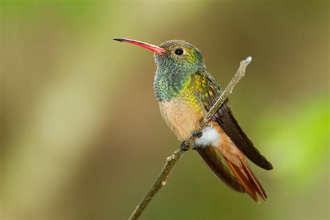 buff bellied hummingbird species hummingbirds