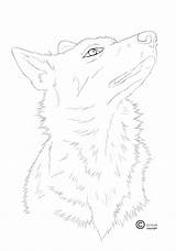 Coloring Wolfdog 66kb sketch template