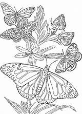 Kleurplaten Vlinder Volwassen Dieren Downloaden Uitprinten sketch template