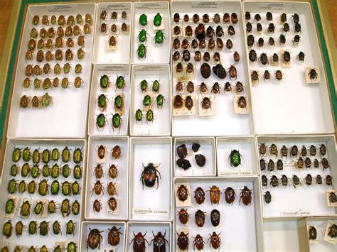 scenes    insect collection western australian museum