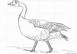Coloring Mewarnai Angsa Gambar Hewan Geese Ducks Supercoloring Paud Anak Things Swans sketch template