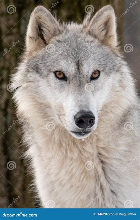 closeup view   arctic wolfs face   drooling mouth stock photo image  wolf snow