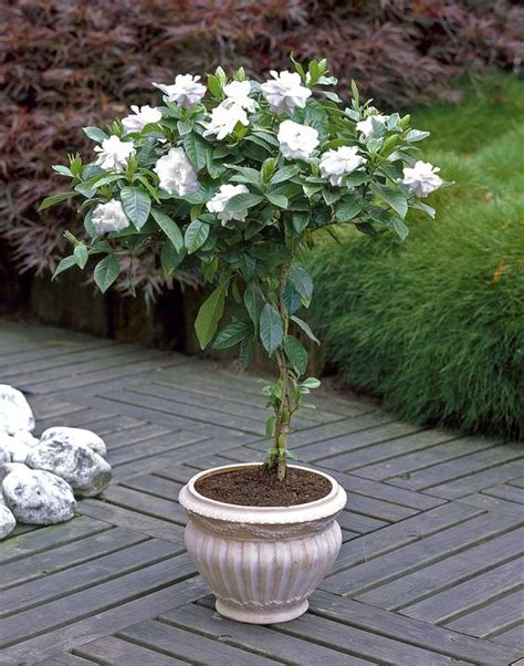growing gardenias  pots gardenia tree care