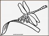 Dragonfly Coloring Pages Printable Kids Line Drawing Clipart Dragonflies Eating Simple Capung Colouring Print Clip Mewarnai Gambar Insect Cartoon Choose sketch template