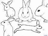 Bunny Rabbit Outline Drawing Clipart Sketch Face Line Simple Easter Pro Cartoon Rabbits Drawings Clip Peter Template Printable Step Animal sketch template