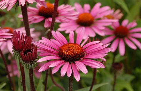 echinacea is a natural way to strengthen the immune system