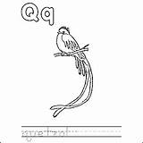 Quetzal Thoughtco sketch template