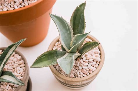 grow agave indoors