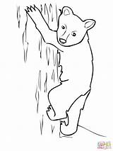 Bear Cub American Color sketch template
