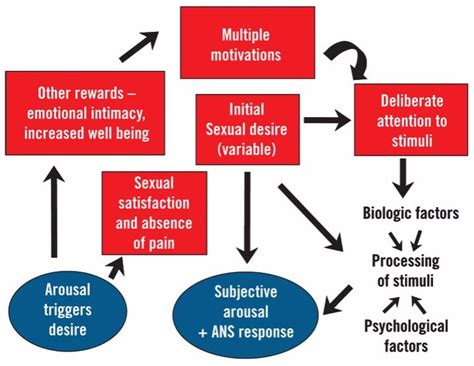 entry 6 models of sexual arousal human sexuality class reflection